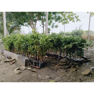 ต้นแก้วเจ้าจอมพันธุ์6+4(10ใบ) สูง 70 cm.