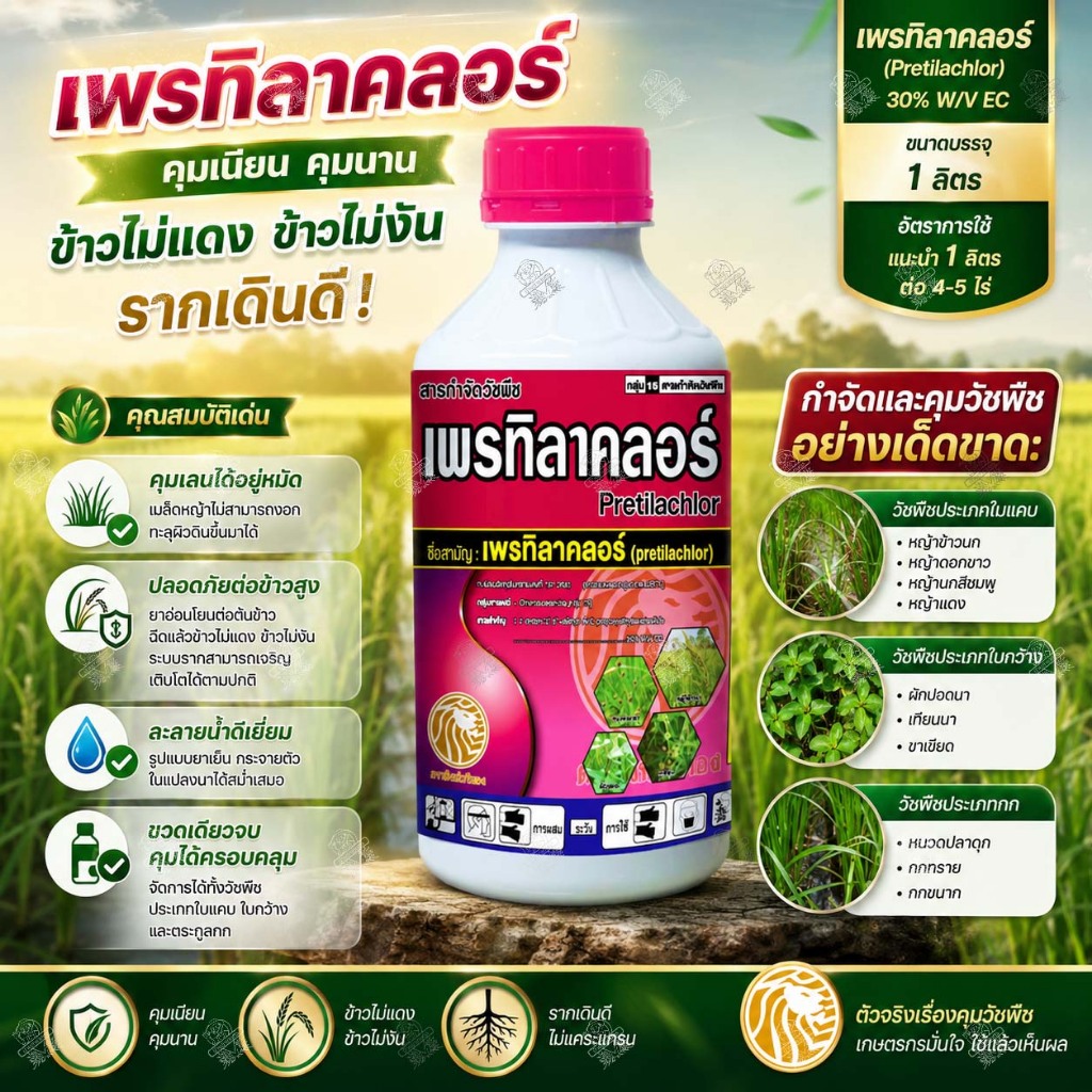 เพรทิลาคลอร์ 30% (1 ลิตร) ข้าวไม่แดง ข้าวไม่งัน ยาคุมเลน คุมเปียก คุมวัชพืช ในนาข้าว ใช้แบบ โซฟิต