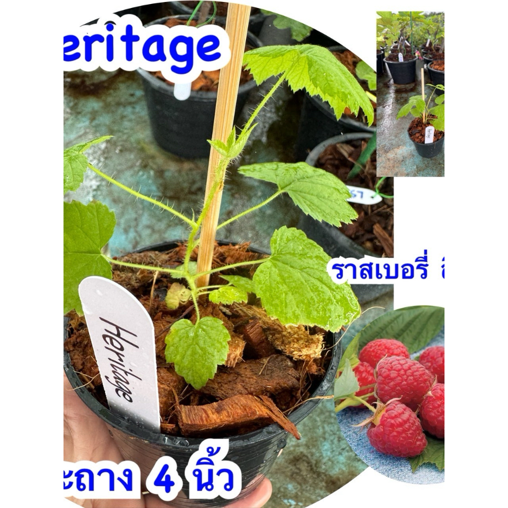 ต้น ราสเบอรี่ สีแดงสด พันธุ์ เฮอริเทจ rasberry Heritage กระถาง 4 นิ้ว (ราสเบอร์รี่พันธุ์ออกผลตลอดปี)
