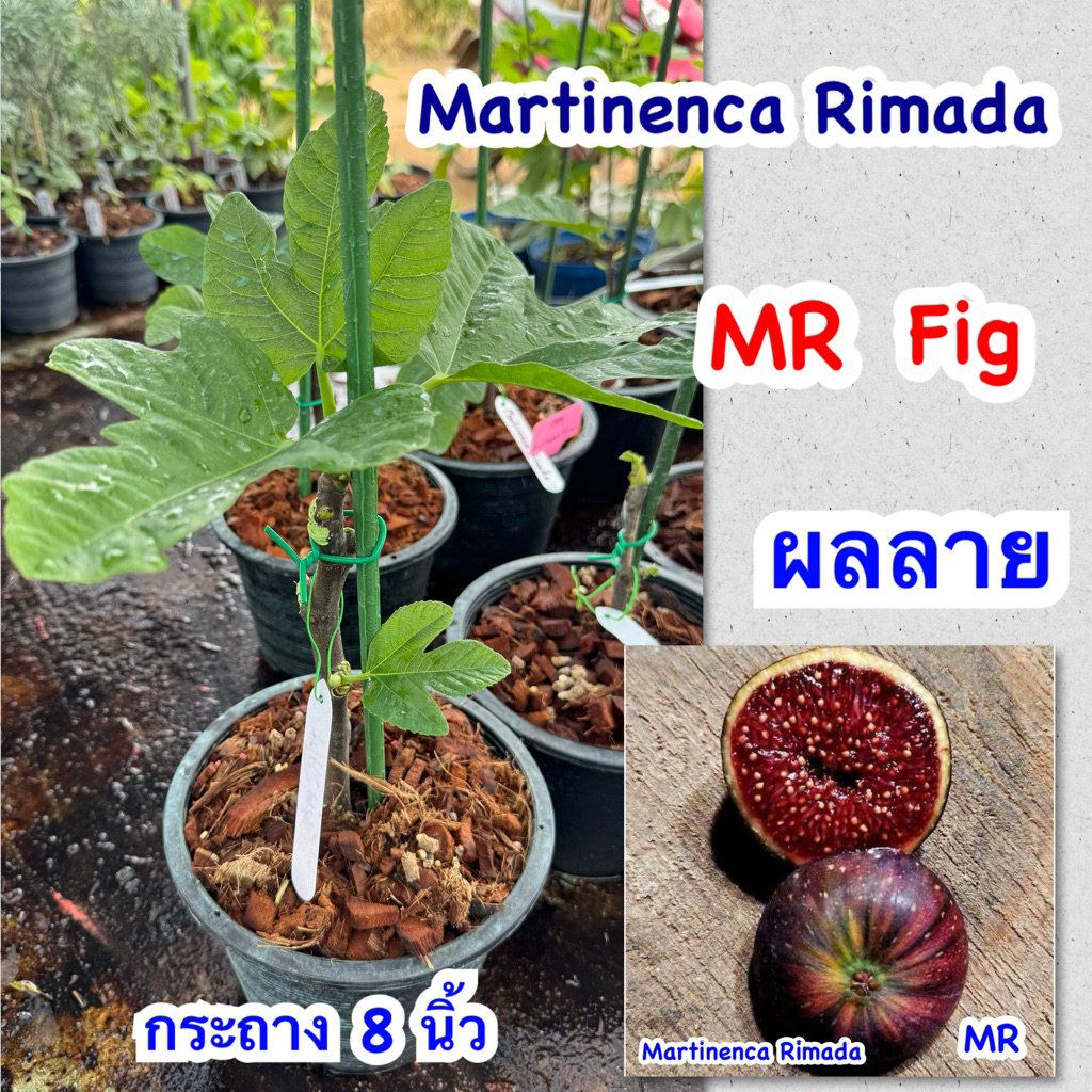 ต้นมะเดื่อฝรั่ง หรือ fig กระถาง 8 นิ้ว มีหลายสายพันธุ์ให้เลือกในตะกร้า