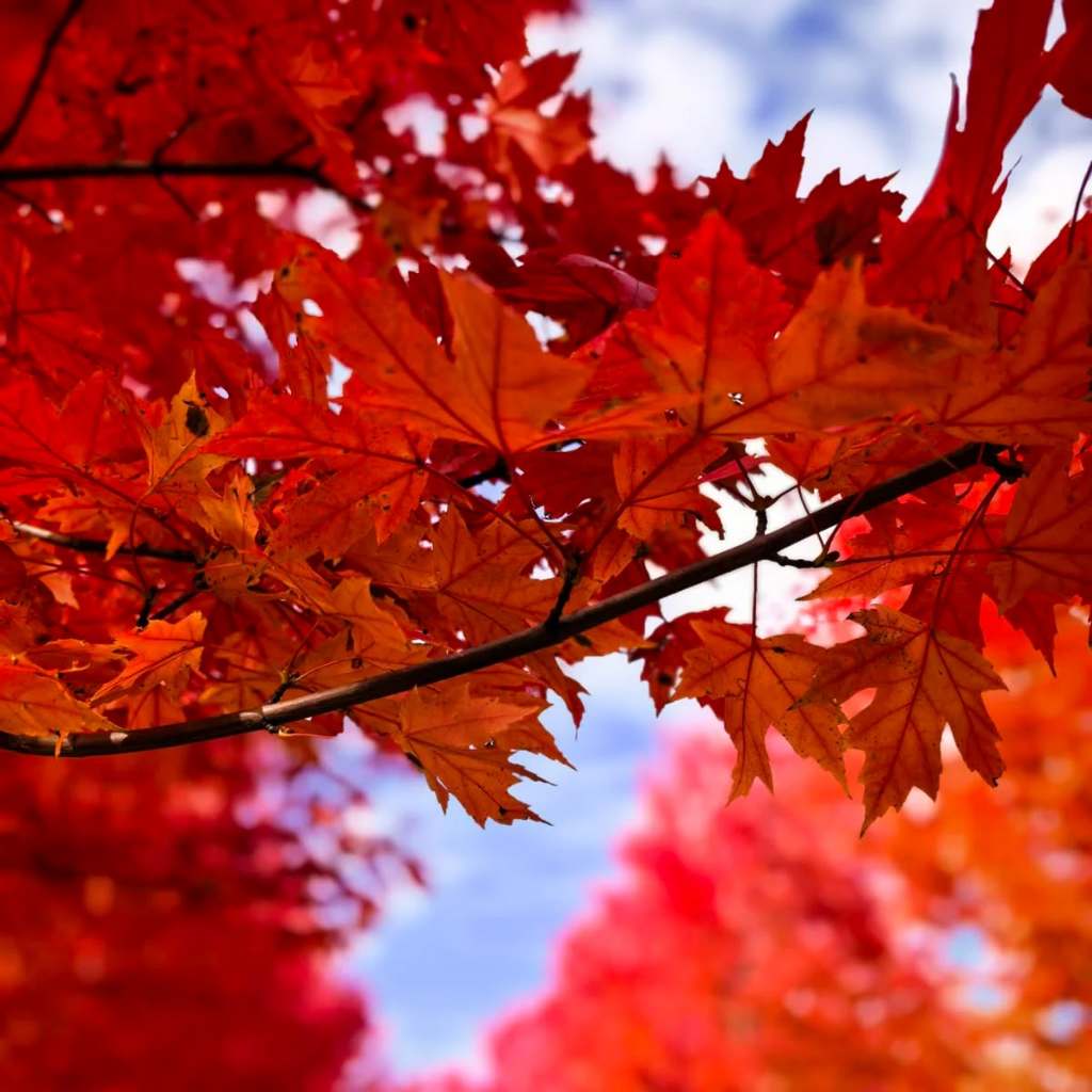 ปลูกง่าย เมล็ดสด 100% เมล็ดพันธุ์ ต้นเมเปิ้ล บรรจุ 50 เมล็ด Japanese Red Maple Seeds Bonsai Tree Seed เมล็ดดอกไม้ บอนไซ
