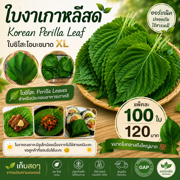 ใบงาเกาหลีสด 100 ใบ Korean Perilla Leaf ใบชิโสะโอบะขนาด XL