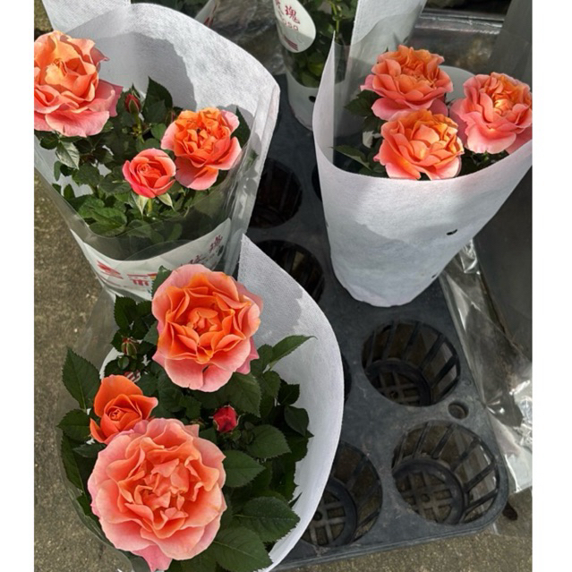#กุหลาบแคระ #ออกดอกได้ตลอดปี #กุหลาบแคระแดดรำไร (Rose) กระถาง 5-6 นิ้ว สูง 15-30 cm