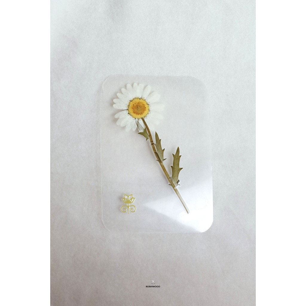 การ์ดนำโชคความรักที่บริสุทธิ์ ความจริงใจ Dried Lucky Daisy Card ", Symbol of true love and new beginnings