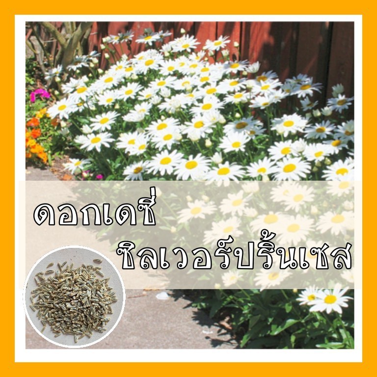 ซื้อ5แถม5 100เมล็ด เมล็ดพันธุ์ ดอกเดซี่ สีขาว White Daisy Silver Princess Seed เมล็ดพันธุ์แท้ ปลูกง่าย ไม่กลายพันธุ์