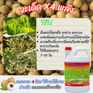 "จะเด็ด" 4 ลิตร โปรโมชั่น 1 แถม 2 สาหร่าย + จับใบ ฉีดพ่นทางใบ สำหรับ “ลำไย” ลดการใช้ปุ๋ยเคมี ก้านช่อยาว ผลอวบ น้ำหนักดี