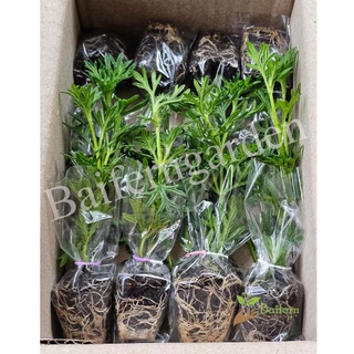 ต้นกล้าดอกเวอร์บีน่าเซเรนิตี้คละสี (verbena serenity) ดอกไม้กินได้ รากแน่นพร้อมปลูก เลี้ยงง่าย ต้นอายุหลายปี