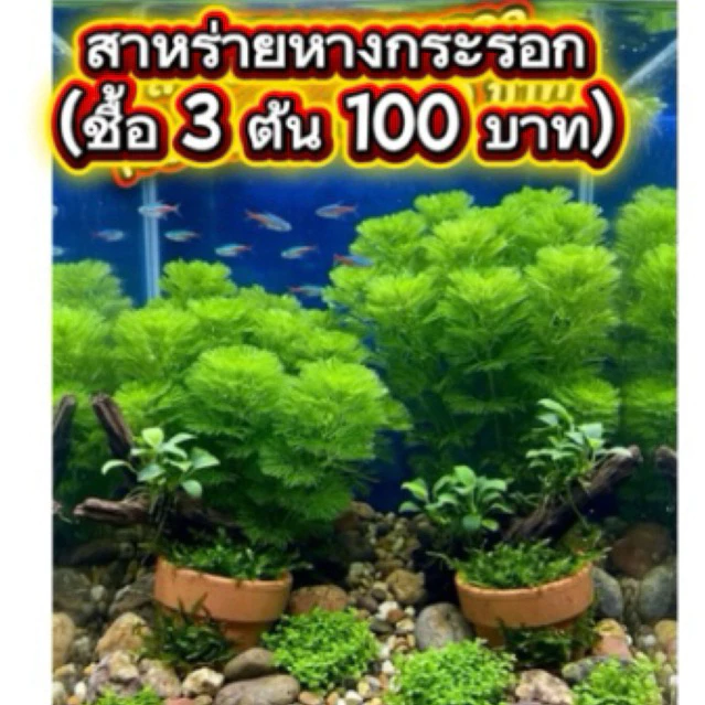 (ส่งด่วนภายใน1วันถึง )สาหร่ายหางกระรอก กระถาง ใส่ตู้ปลาได้ใส่อ่างปลา/ชื้อ 3กระถาง100บาท
