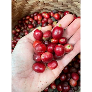 Thailand Huai Khuak Semi Carbonic Maceration with LTLH Drying Process
