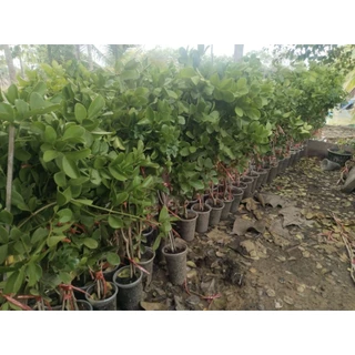 ต้นแก้วเจ้าจอมพันธุ์6+4(10ใบ) สูง 70 cm.