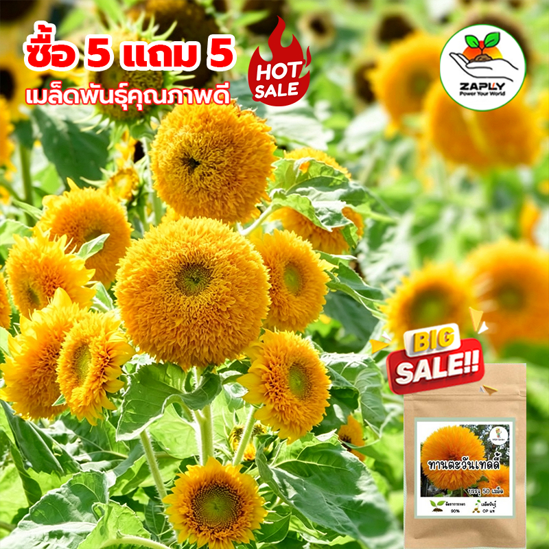 【ซื้อ 5 แถม 5】 เมล็ดพันธุ์ ทานตะวันเทดดี้เเบร์ 50เมล็ด อัตราการงอกสูง เมล็ดพันธุ์ดอกไม้