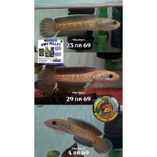 อาหารปลา Finy Pellet เร่งครีบสำหรับปลาสายน้ำเย็น นำเข้าจากเวียดนาม