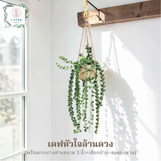 🌿(ขนาด 3 นิ้ว)เดฟใบรีเขียว/ใบรีด่าง/หัวใจล้านดวง/แตงโม/แอปเปิ้ล/ฟิลิปปินส์ พร้อมกระถางสาน+เชือก+ตะขอแขวน