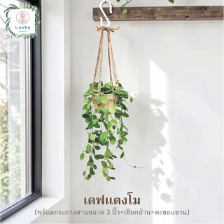 🌿(ขนาด 3 นิ้ว)เดฟใบรีเขียว/ใบรีด่าง/หัวใจล้านดวง/แตงโม/แอปเปิ้ล/ฟิลิปปินส์ พร้อมกระถางสาน+เชือก+ตะขอแขวน