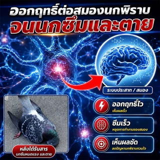 บอกลาขี้นกที่กวนใจ ยาเบื่อ นกพิราบ ยาฆ่านกพิราบ ทำลายอวัยวะภายในตายใน 1วัน แห้งเร็วและไม่มีกลิ่น เหยื่อกำจัดนกพิราบ
