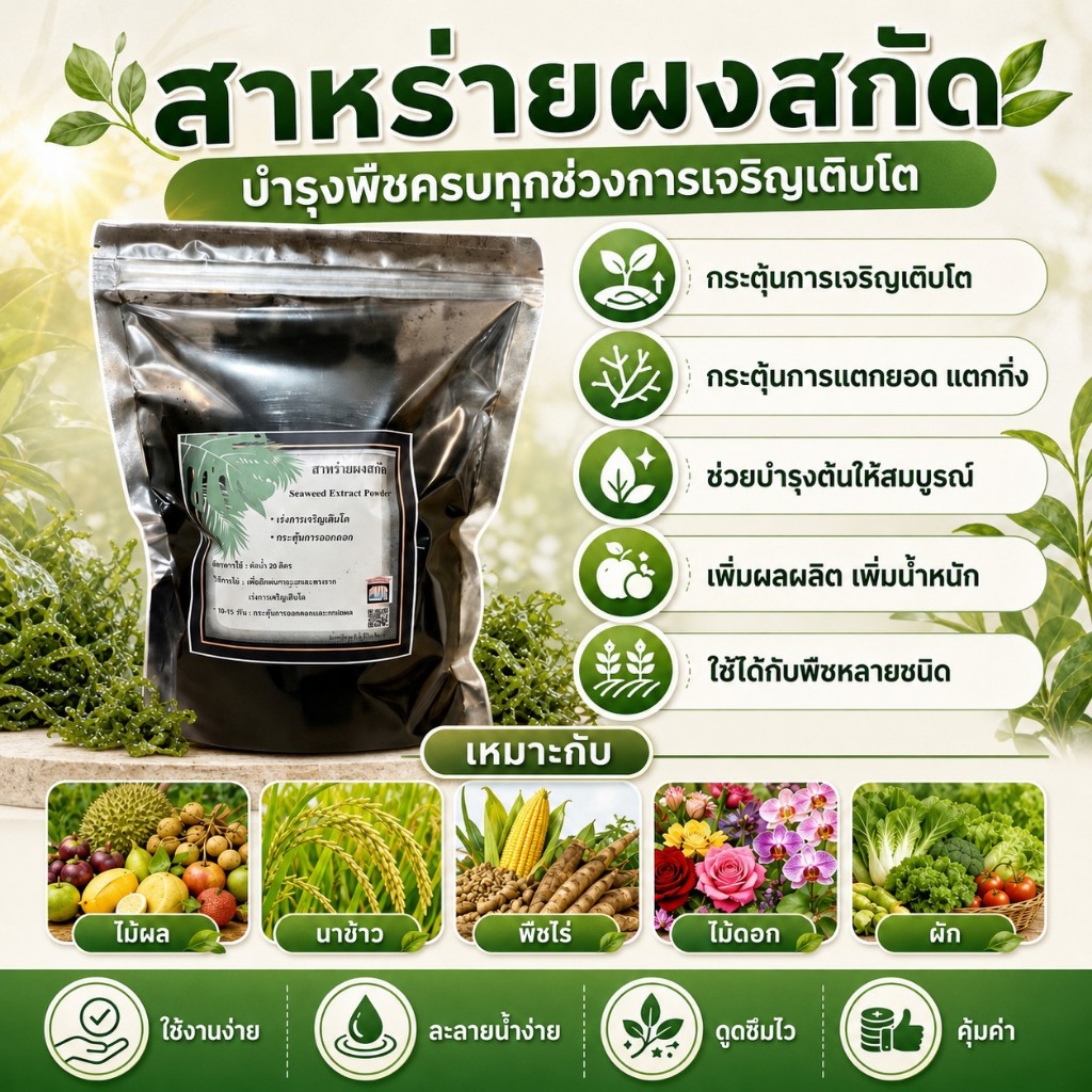 สาหร่ายผงดำสกัด สาหร่ายพืช Seaweed extract powder สำหรับพืช ไม้ผล ทุกชนิด น้ำหนักสุทธิ 1 กิโลกรัม