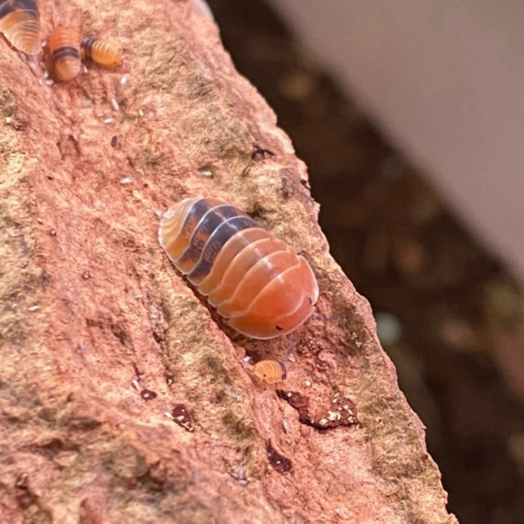 Isopod Amber Ducky ไอโซพอด แอมเบอร์