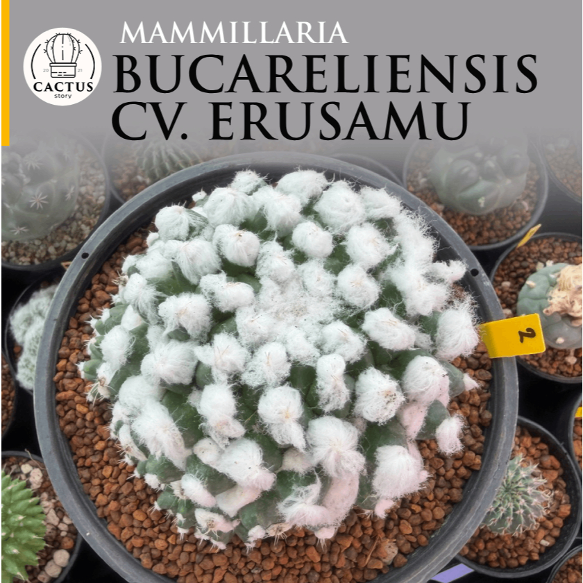 mammillaria bucareliensis cv. erusamu ไม้เมล็ด กระถาง 6 นิ้ว