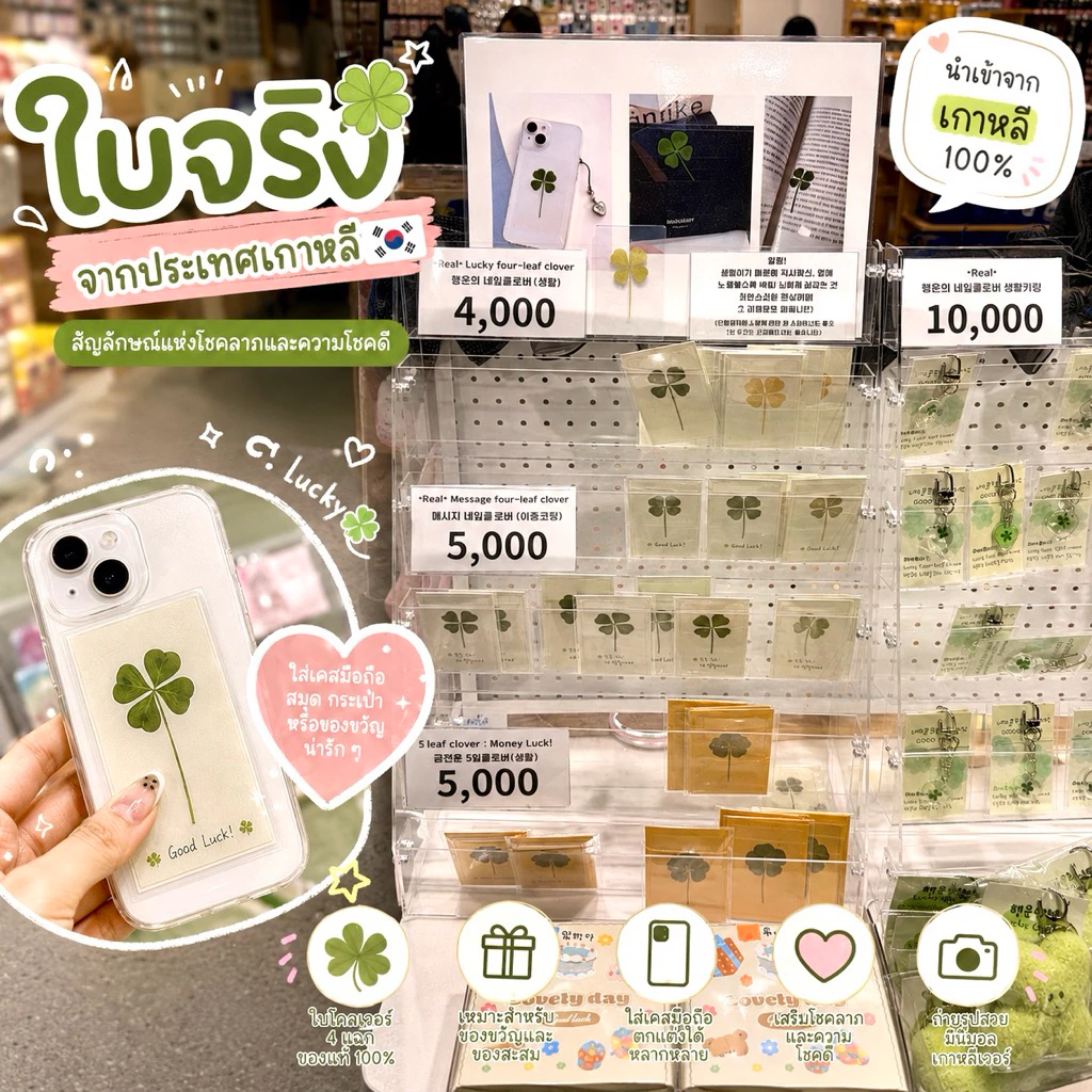 🇰🇷🍀(พร้อมส่ง/แท้)ใบโคลเวอร์ 4และ5แฉก ใบจริง ของแท้จากเกาหลี Leaf Cloverใบไม้แห่งความโชคดี