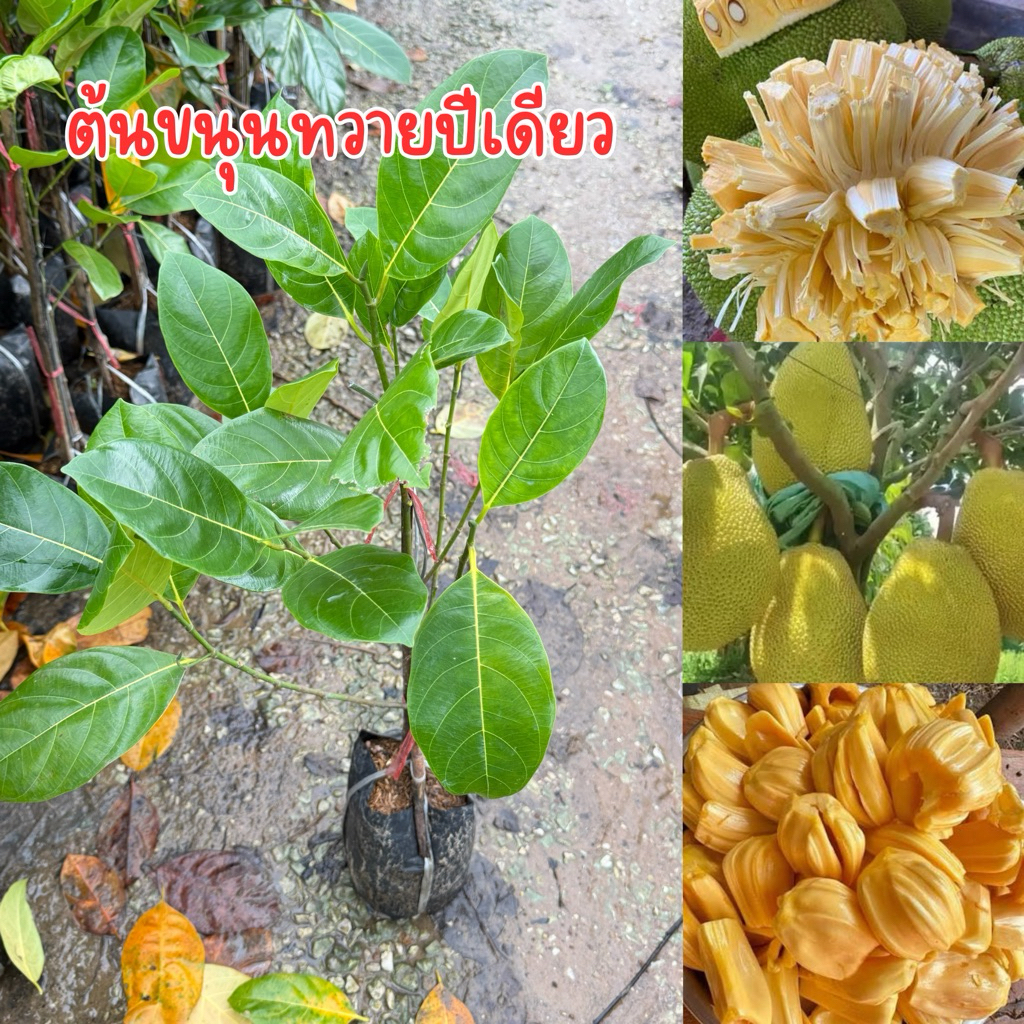 ต้นขนุนทวายปีเดียว พร้อมส่ง ทาบกิ่ง ต้นสูง50เซนครับ