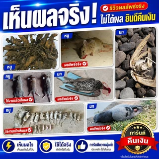 🔥ยาฆ่าหนู หนูชอบมาก ตายแห้ง เหยื่อกำจัดหนู ตายแห้ง ไม่เหม็น 100%ได้ผล ใช้ได้ในบ้านและรอบบ้าน ยาเบื่อ