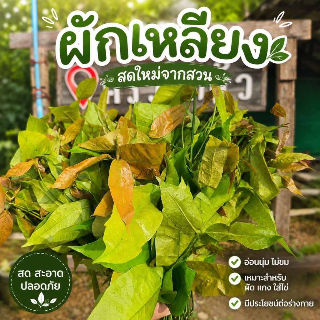 ผักเหลียงสดใหม่จากสวน