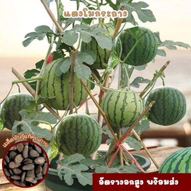 เมล็ดแตงโม ลูกดก เนื้อแน่นหวานฉ่ำ ปลูกได้ทุกพื้นที่ บรรจุ 30 เมล็ด