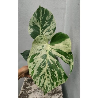 Monstera Deliciosa Bulbasaur (มอนเตอร์ร่าบัลบาซอร์) ส่งต้นตามรูป