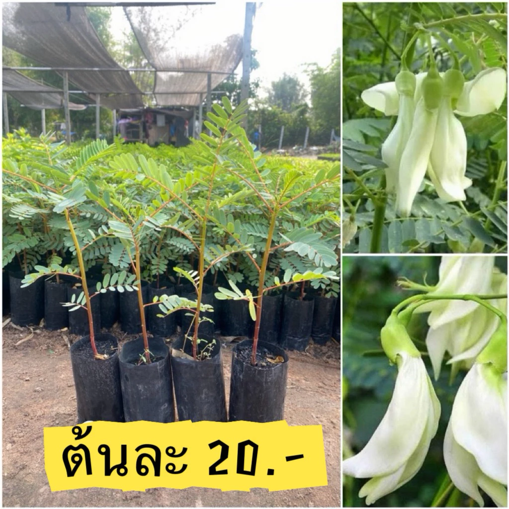 ต้นดอกแคขาว (พันธ์ต้นเตี้ย)