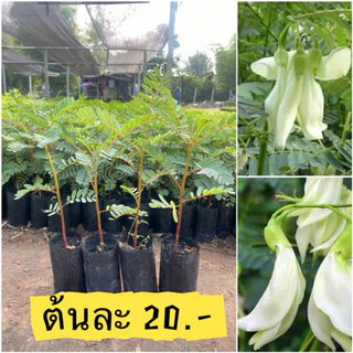 ต้นดอกแคขาว (พันธ์ต้นเตี้ย)