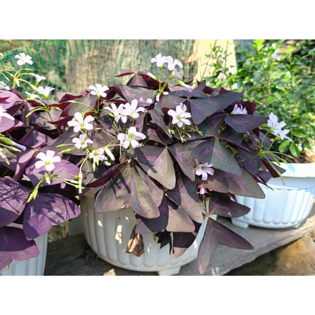 💜 Oxalis triangularis (Charmed Wine) 💜 ผีเสื้อราตรีใบม่วงลาย ดอกม่วงอ่อน