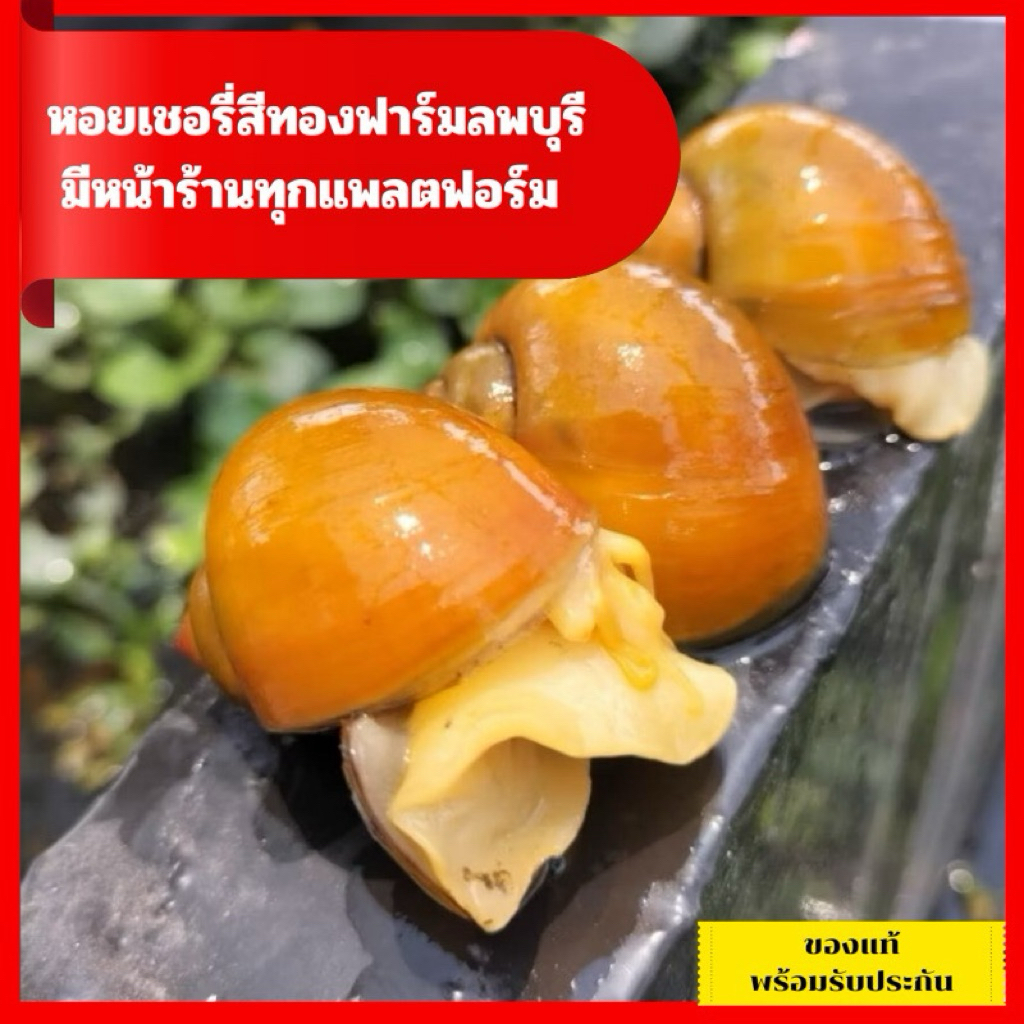 หอยเชอรี่สีทอง ขายเป็นคู่