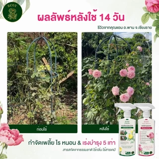 Rosy บำรุงกุหลาบ [ฉลากชมพู] ดอกใหญ่ เร่งดอก ฟื้นฟูเร่งด่วน แก้ต้นโทรม ธาตุอาหารครบถ้วน ปุ๋ยกุหลาบโดยเฉพาะ
