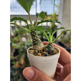 กระบองเพชร แคคตัส Dorstenia Foetida มะพร้าวทะเลทราย