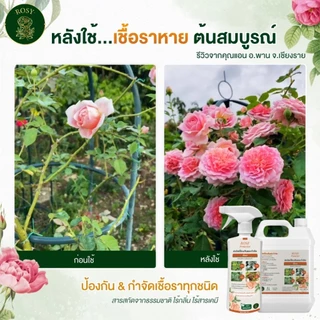Rosy เซ็ทคู่ป้องกันและกำจัดเชื้อรา [500 + 1000 ML] กุหลาบใบเหลือง มีจุดดำ ราใบจุด ราน้ำค้าง ไม่ทำให้ใบไหม้ สำหรับกุหลาบ