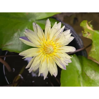 บัวหลากสีสวยๆ บัวลูกไม้ ต้นสวยติดดอก (จัดส่งพร้อมกระถาง)