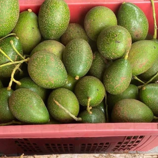 ( 3กิโลกรัมรวมกล่อง) อโวคาโด้พันธุ์บัคคาเนียไข่)ไซส์3-5ลูก/กิโล พร้อมส่ง