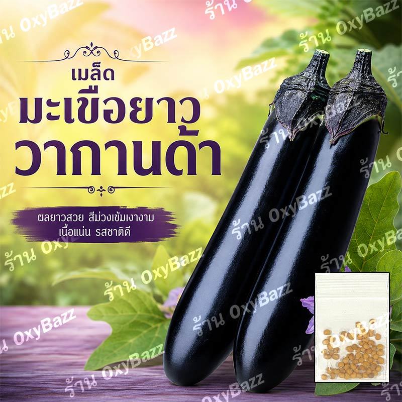 เมล็ดมะเขือยาววากานด้า 30เมล็ด เมล็ดมะเขือยาวสีดำ [10แถม1] Wakanda Eggplant Seeds