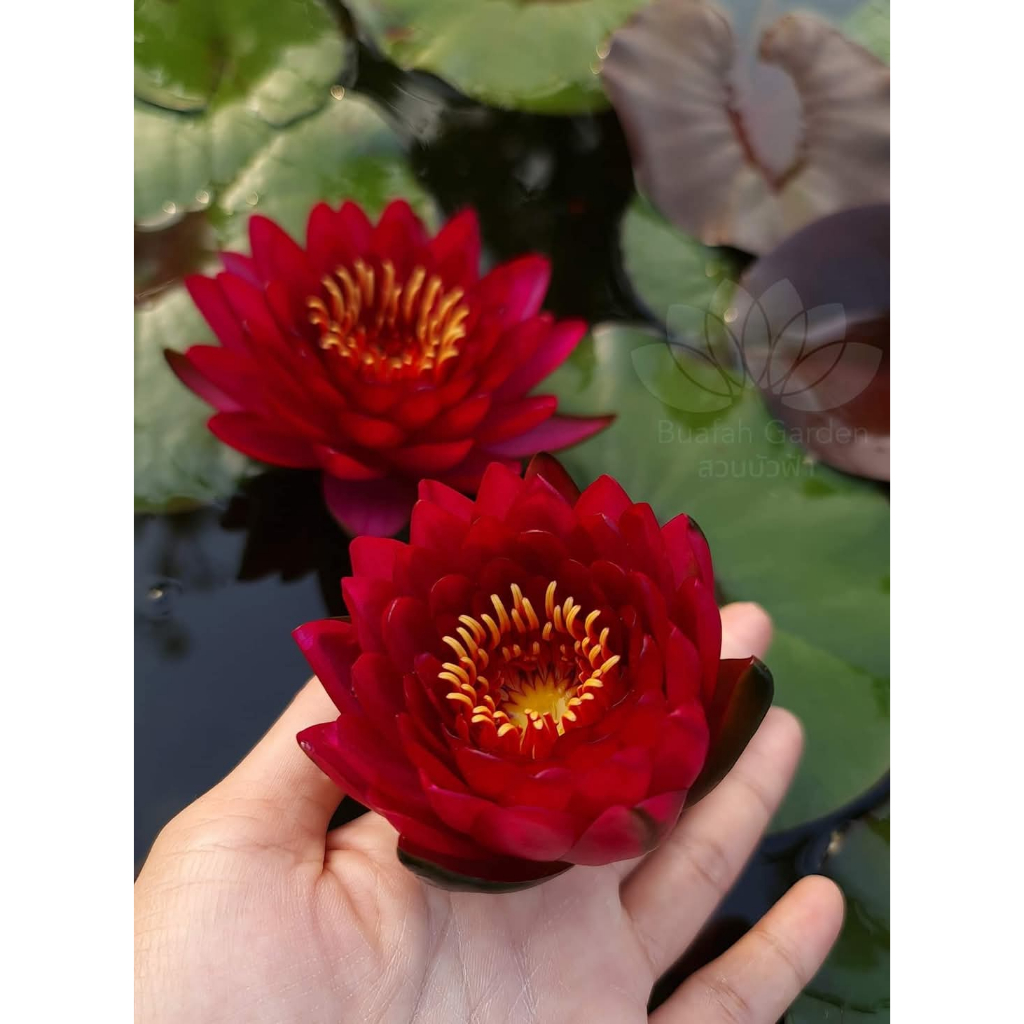 บัวสีแดงเข้มสด "มณีอัปสร" บัว Hardy waterlily