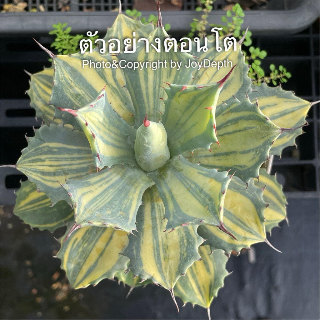 Agave isthmensis striata (ด่างเหลือง) กระถางละ 255-875 ฿