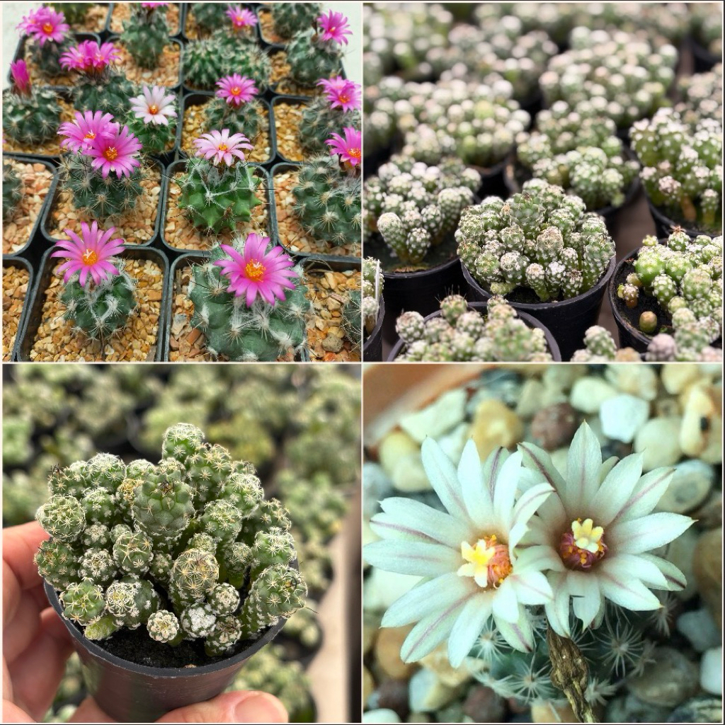 เทอบินิคาปัส มิกซ์ (Turbiccarpus mix) ไม้พอท ขนาดกระถาง 2.5 นิ้ว