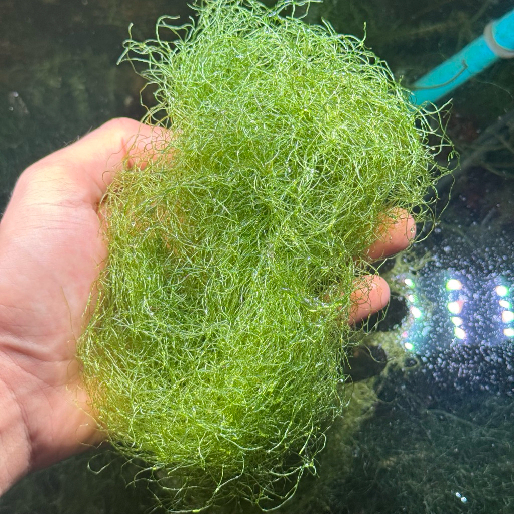 สาหร่ายคีโต สำหรับบำบัดน้ำทะเล