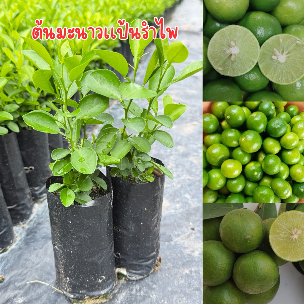 ต้นมะนาวเเป้นรำไพ สูง10-15เซน 4ต้น ต้นสวยๆครับ พร้อมส่ง