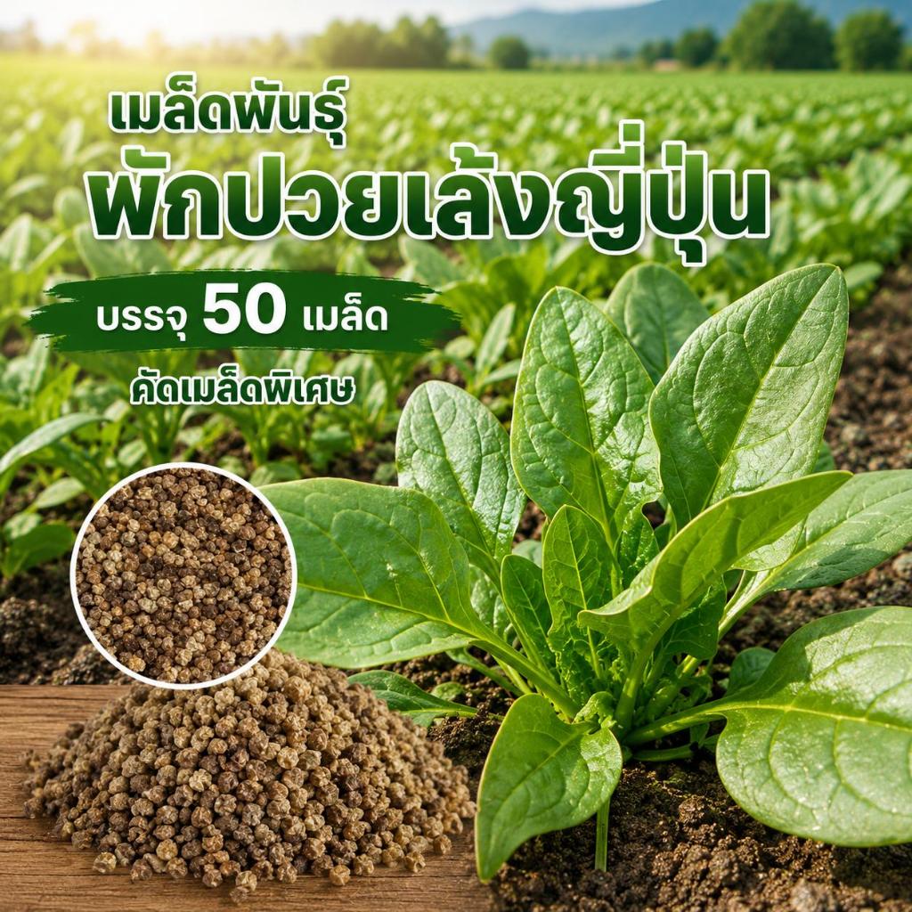 เมล็ดพันธ์ุผักปวยเล้ง ซองละ 50 เมล็ด