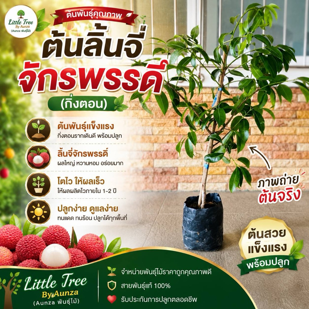 ต้นลิ้นจี่จักรพรรดิ์(กิ่งตอน) ความสูง 60-80ซม. ต้นสวย ระบบรากแน่น ให้ผลผลิตไว