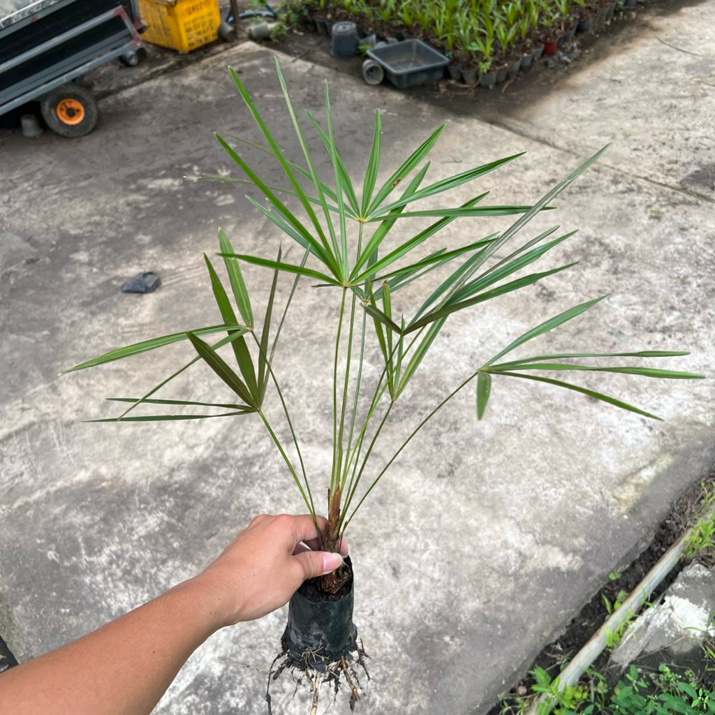 ต้นปาล์มเคราฤาษี (Coccothrinax crinita) ถุงขนาด 2 นิ้ว สูงประมาน 35 ซม. ต้นโตจะมีเคราสวยงาม เหมาะปลูกประดับสวน