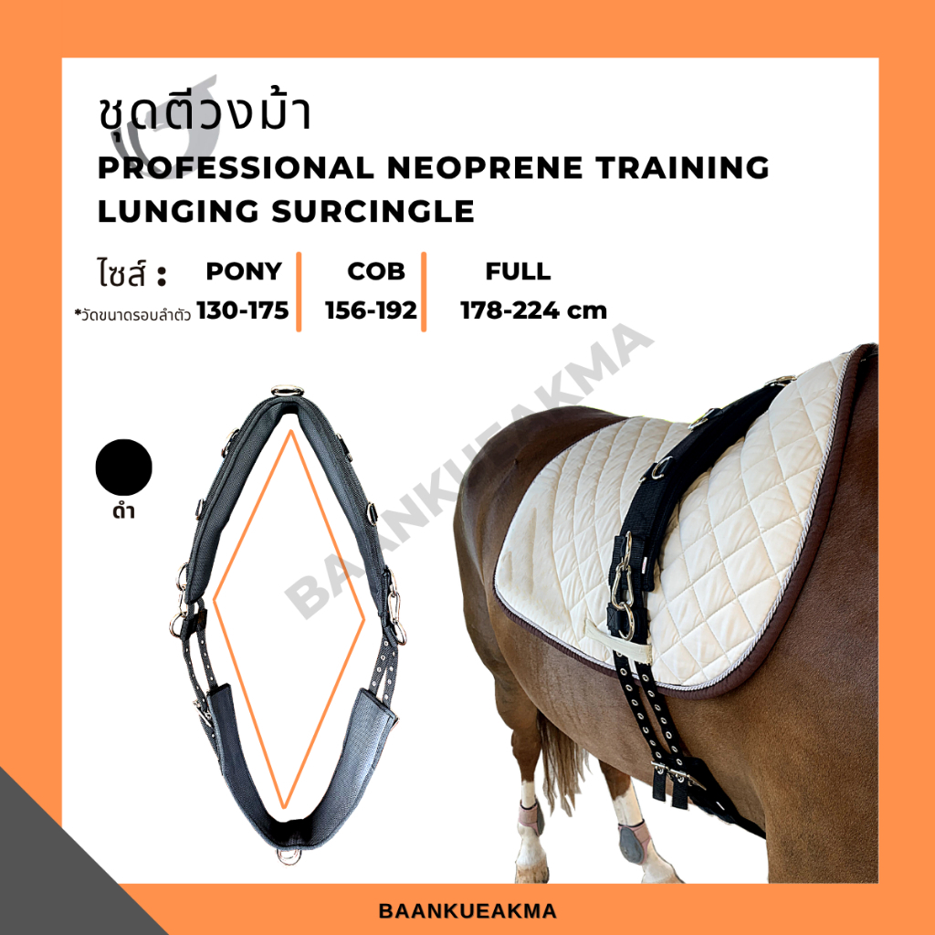 ชุดตีวงม้า Professional neoprene training lunging surcingle