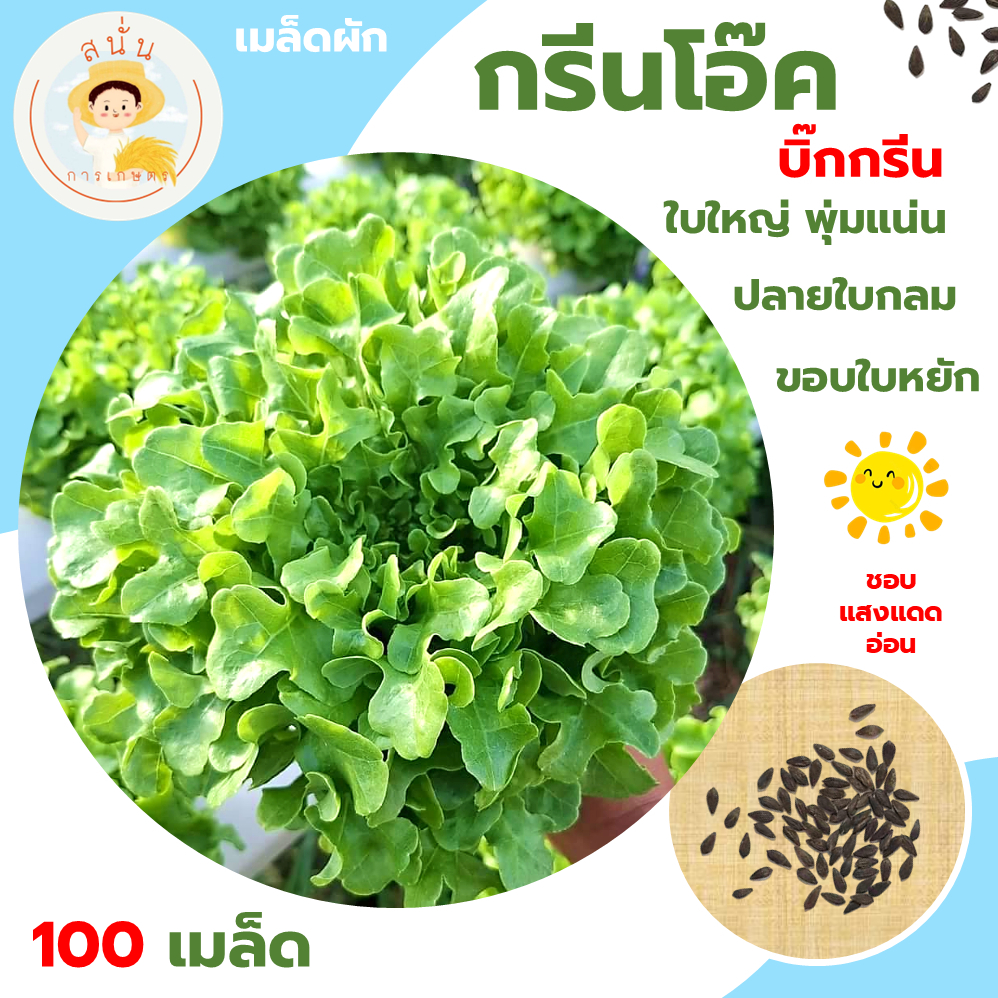 กรีนโอ๊ค (Green Oak) เมล็ดผักสลัด บิ๊กกรีน ปลายใบกลม ขอบใบหยัก ใบใหญ่ พุ่มแน่น ขนาด 100 เมล็ด
