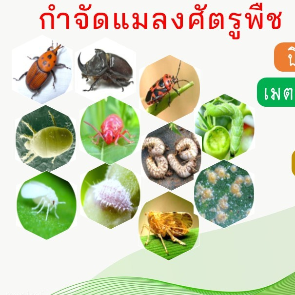 ชีวภัณฑ์บิวเวอเรีย บิวเวอร์เรีย เมตาไรเซียม เมทาไรเซียม เมธาไรเซียม บีที บิวต้าที เชื้อราป้องกัน กำจัดและควบคุมศัตรูพืช