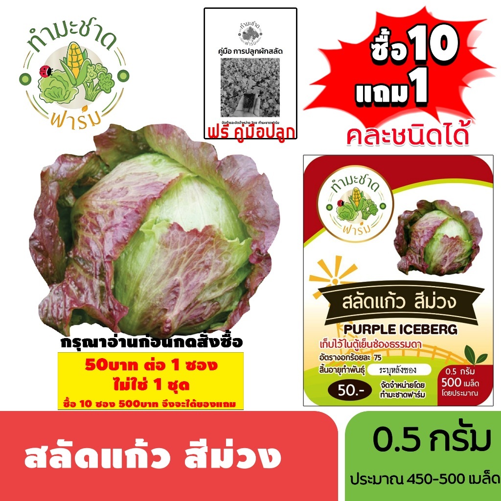[1ซอง] ทำมะชาดฟาร์ม (ซื้อ10แถม1) เมล็ดพันธุ์ สลัดแก้วสีม่วง ขนาด0.5กรัม ประมาณ500เมล็ด PURPLE ICEBERG ผักสลัด เมล็ดพันธ